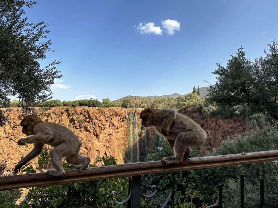 From Marrakech: Ouzoud Waterfalls Guided Trip with Boat Ride - The monkey factor: cute, chaotic, and very real