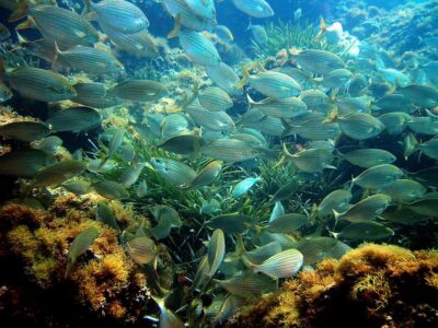 From Nice: Villefranche Bay Swimming & Snorkeling Boat Tour - Cruise Time From Nice Harbor: Riviera Views Without the Hassle