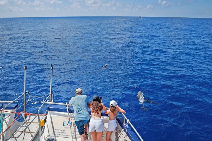From Palma: 3-Hour Morning Dolphin Watching Boat Tour - Should You Book This Dolphin Watching Tour From Palma?