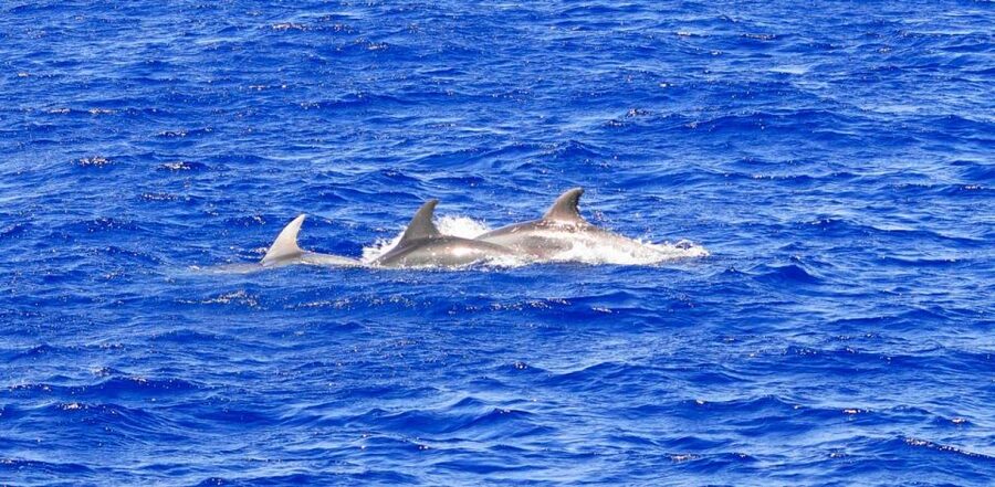 From Palma: 3-Hour Morning Dolphin Watching Boat Tour - Onboard Comfort and the Bar: Small Stuff That Makes It Easier
