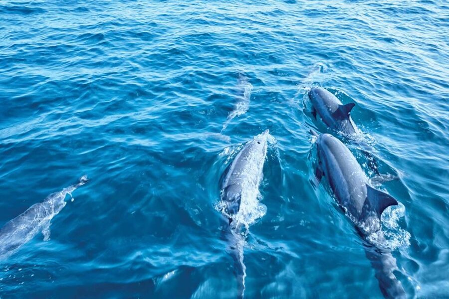From Palma: 3-Hour Morning Dolphin Watching Boat Tour - Price and Value: Is $63 Worth It for Dolphins and a Swim?