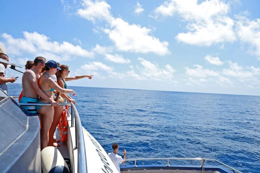 From Palma: 3-Hour Morning Dolphin Watching Boat Tour - What to Bring, What Not to Bring, and How to Stay Comfortable