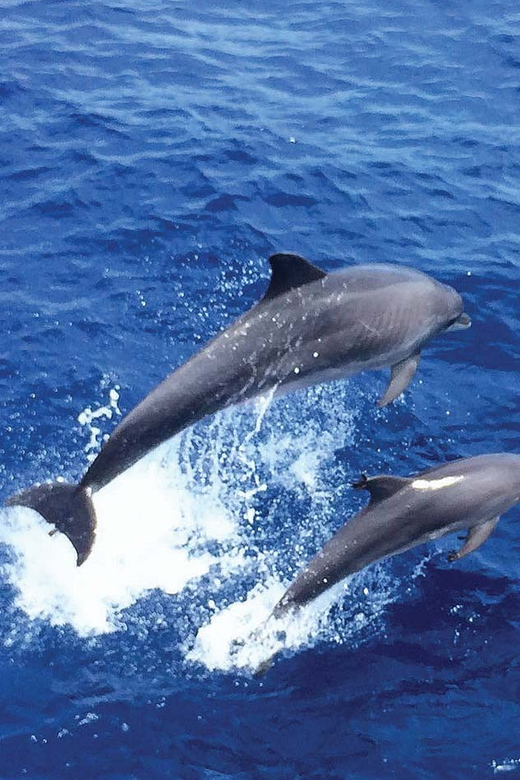 From Palma: Afternoon Dolphin-Watching Boat Tour - Transfers and timing: Palma in, Santa Ponsa out