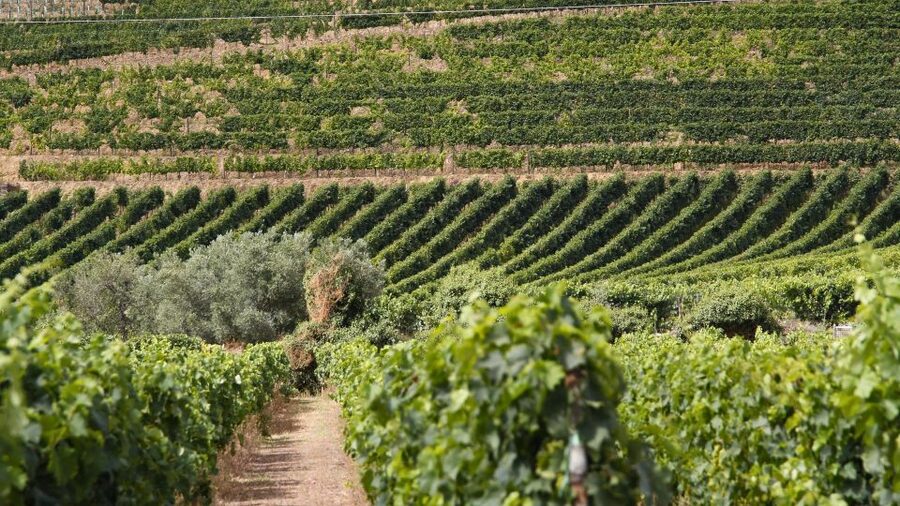 From Porto: 2 Wine Regions, Farm Lunch, and Boat Ride - Who this tour suits best (and who should rethink it)