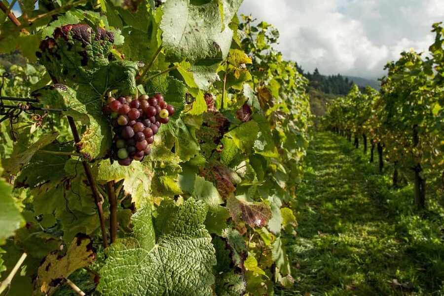 From Porto: 2 Wine Regions, Farm Lunch, and Boat Ride - Lunch at a farm with vineyard views (vegetarian-friendly, too)