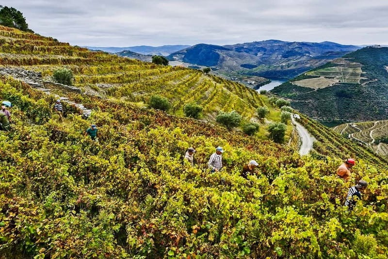 From Porto: Douro Valley with Wineries, Lunch and Boat Trip - Quinta do Seixo winery tour: why Port tasting feels more meaningful here