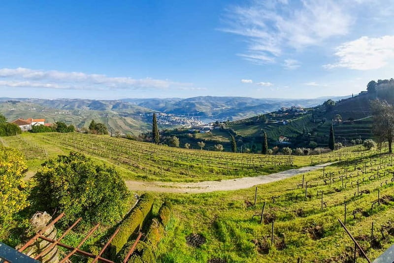 From Porto: Douro Valley with Wineries, Lunch and Boat Trip - Olive Oil Museum tastings: the sweet-and-savory side of the Douro