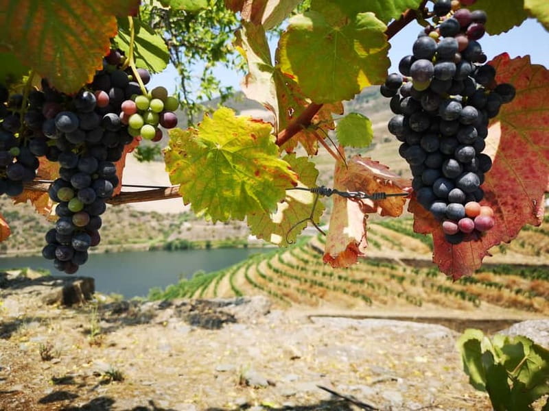 From Porto: Tastings at 2 Wineries, Chef's Lunch & Boat Tour - Vintage Port opened with fire: the signature moment that people remember