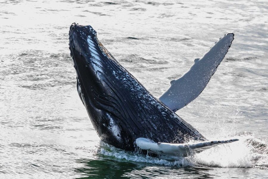 From Reykjavik: Whales and Northern Lights Boat Tour - How This Reykjavik Combo Tour Fits a Real Winter Schedule