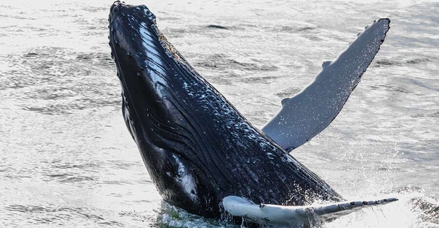 From Reykjavik: Whales and Northern Lights Boat Tour - Whale Watching on Faxaflói Bay: What the Day Portion Feels Like
