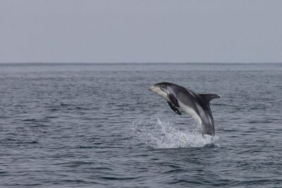 From Reykjavik: Whales and Northern Lights Boat Tour - Old Harbour Start: The Easy Part (and Why It Matters)