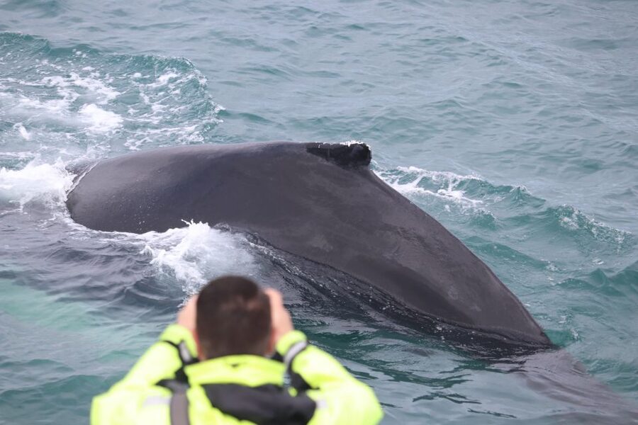 From Reykjavik: Whales and Northern Lights Boat Tour - Photo Moments on the Water (Without Turning It Into Work)
