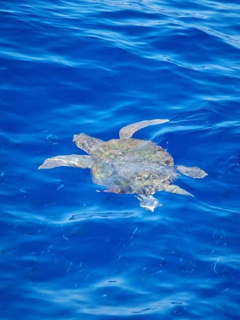 From Sorrento: Capri Boat Tour with Blue Grotto Visit - Swim, Snorkel, and the On-Board Comfort That Keeps You Happy