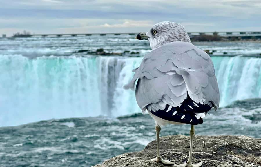 From Toronto: Niagara Falls Tour + Boat Ride and/or Journey - Price and value: why $55 can work if you use the right upgrades