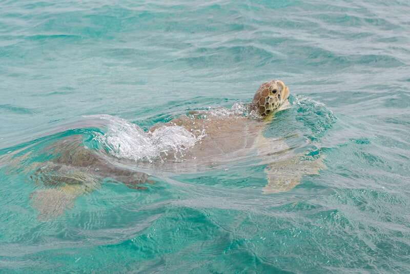From Tulum: Sian Kaan Boat Trip Adventure with Lunch - Price and Value at $254: What You’re Really Paying For