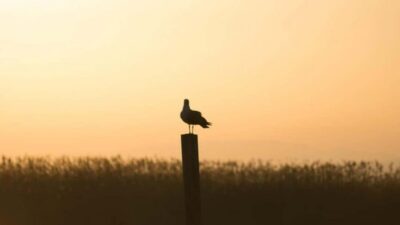 From Valencia: Albufera Day Trip with Boat Tour and Transfer - Getting there: Serranos Towers pick-up and transfer flow