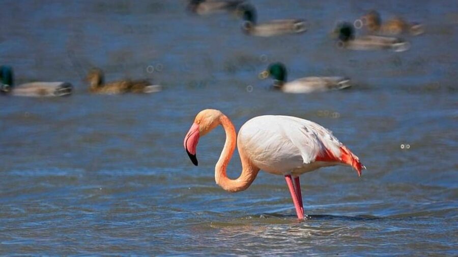 From Valencia: Albufera Natural Park Eco Boat Tour & Sunset - Price and value: what $69 buys you in real time