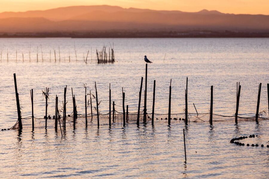 From Valencia: Albufera Natural Park with Sunset Boat Tour - Who should book this tour