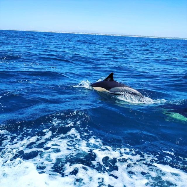 From Vilamoura: 2.5-Hour Benagil Cave and Dolphins Boat Tour - Benagil Sea Cave: what close-up usually looks like