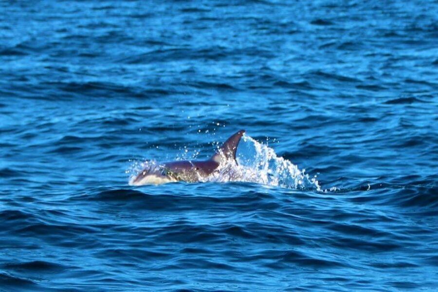 From Vilamoura: 2.5-Hour Benagil Cave and Dolphins Boat Tour - Wildlife beyond dolphins: shark viewing and “keep your eyes up”