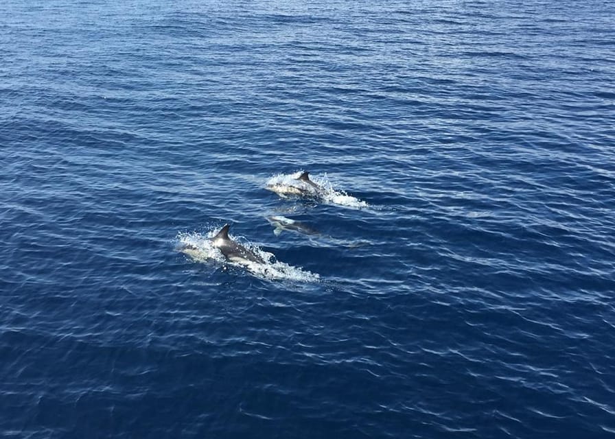 Fuerteventura: Whale & Dolphin Watching Boat Tour with Guide - Finding Dolphins and Whales: What the Guides Actually Do
