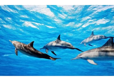Fuerteventura: Whale & Dolphin Watching Boat Tour with Guide - The Paella, Drinks, and Snacks: More Than Just Free Food