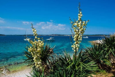 Full-Day Boat Trip, Cave Swim, lunch & Drinks - Medulin/Ceja - The panoramic cruise: what you’ll actually see on the way south