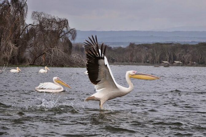Full Day Lake Nakuru Park and optional boat ride on Lake Naivasha - Key points that matter before you go