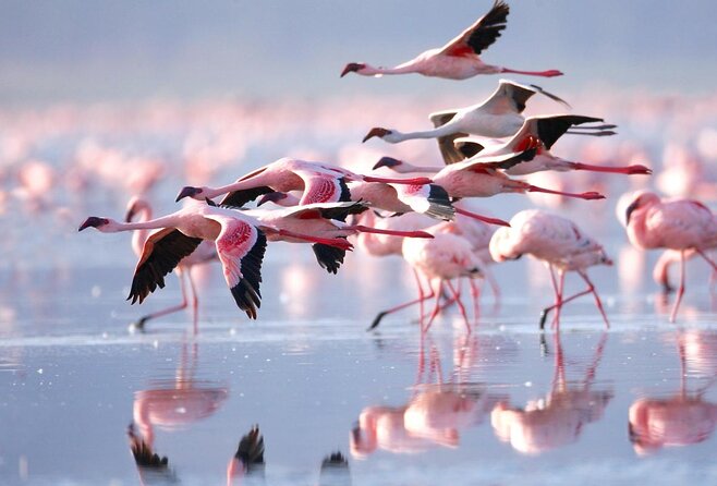 Full Day Lake Nakuru Park and optional boat ride on Lake Naivasha - Nairobi to Lake Nakuru: getting the day right (start time and drive)