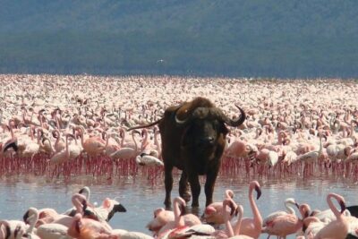 Full Day Lake Nakuru Park and optional boat ride on Lake Naivasha - The morning game drive at Lake Nakuru National Park