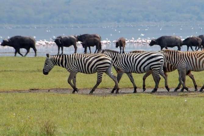 Full Day Lake Nakuru Park and optional boat ride on Lake Naivasha - Afternoon game drive: why timing changes what you see