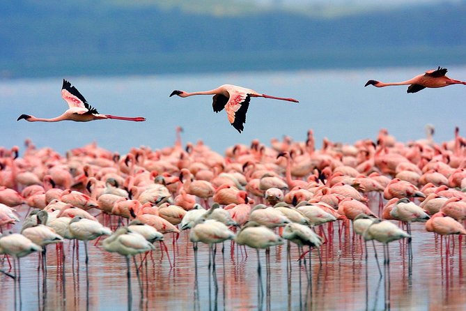 Full Day Lake Nakuru Park and optional boat ride on Lake Naivasha - The route to Lake Naivasha: Rift Valley views plus Makalia Waterfalls
