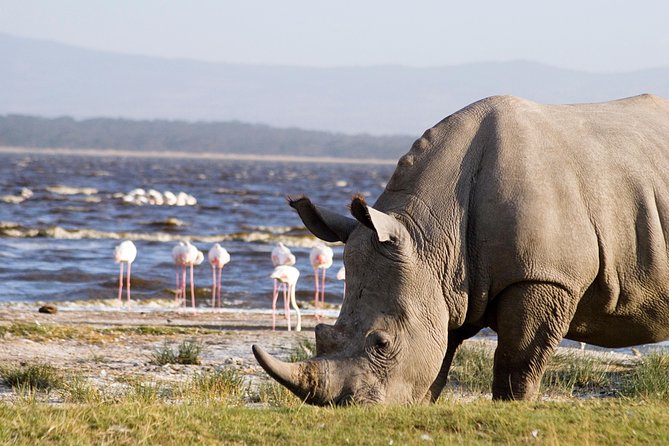 Full Day Lake Nakuru Park and optional boat ride on Lake Naivasha - How comfortable is the day? Pacing, safety, and long drives