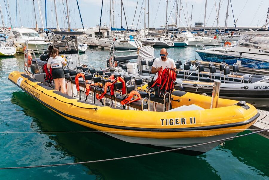 Funchal: Whale and Dolphin Watching Speed Boat Tour - Key things I’d bank on before you go