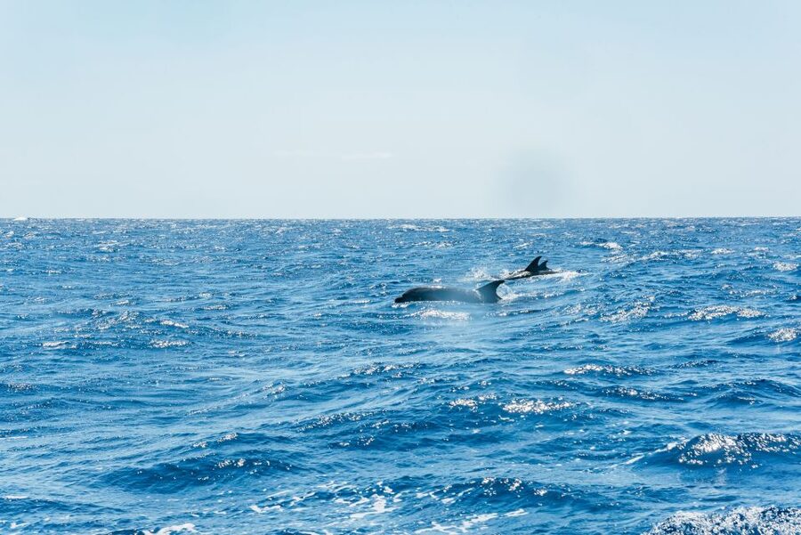 Funchal: Whale and Dolphin Watching Speed Boat Tour - Who should book this (and who should skip it)