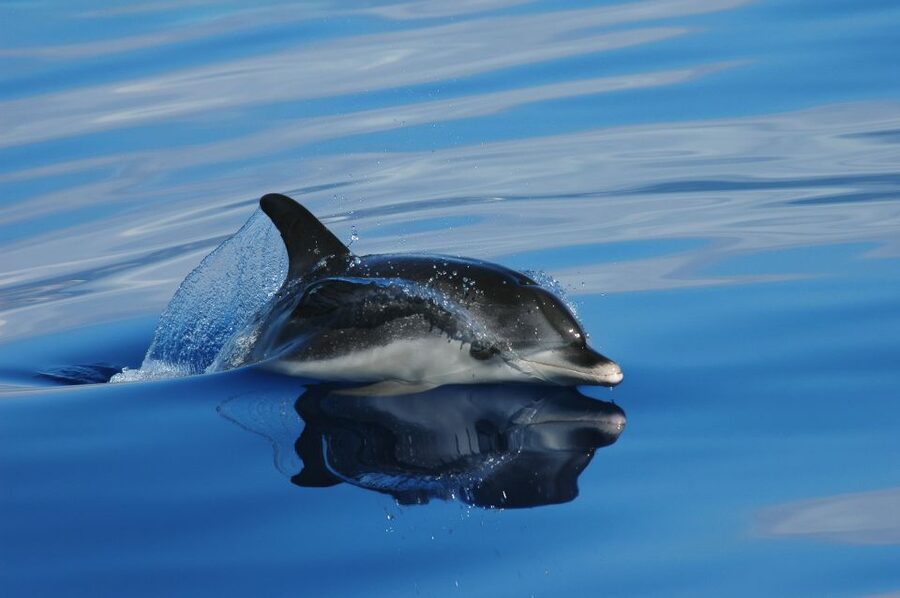 Funchal: Whale and Dolphin Watching Speed Boat Tour - Why a speedboat works in Madeira (and not just for thrills)