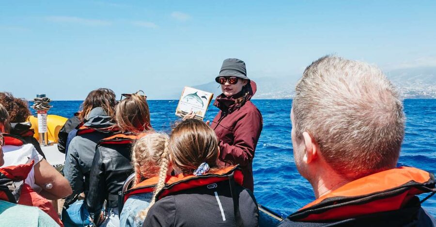 Funchal: Whale and Dolphin Watching Speed Boat Tour - The 2.5-hour flow: what the ride is actually like