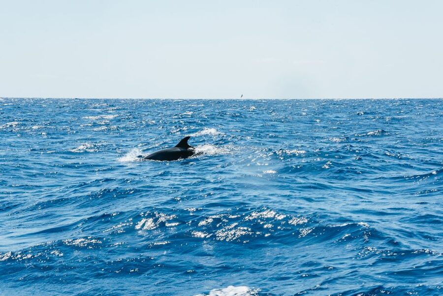 Funchal: Whale and Dolphin Watching Speed Boat Tour - The guide part you’ll feel on your outing (Francisca, Filipe, Felipe, and more)