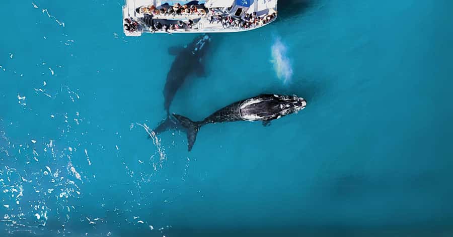 Gansbaai: Marine Big 5 Boat tour - Quick hits you can plan around