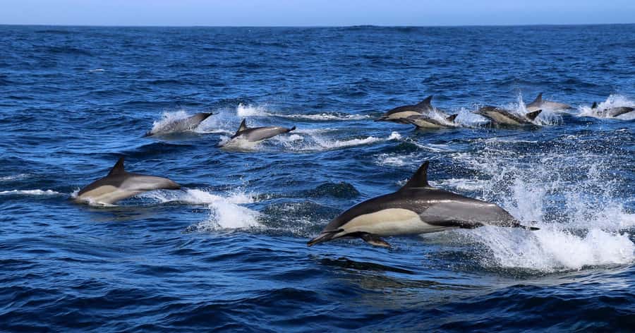Gansbaai: Marine Big 5 Boat tour - Marine Big 5 on One Boat Trip: What Gansbaai Really Delivers