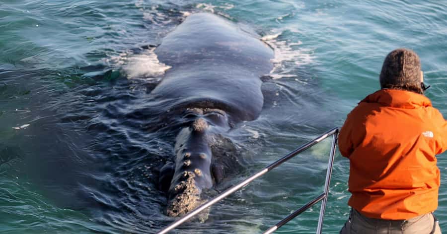Gansbaai: Marine Big 5 Boat tour - Meeting at The Great White House in Kleinbaai and Getting Ready