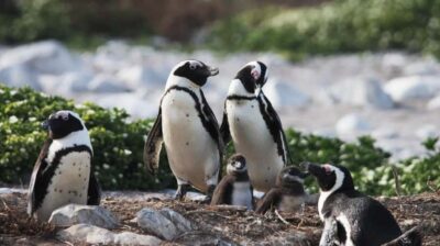 Gansbaai: Marine Big 5 Boat tour - The Route and Timing from Cape Town or Hermanus (and Why It Matters)