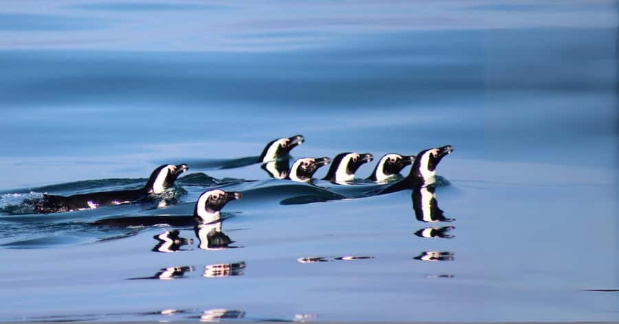 Gansbaai: Marine Big 5 Boat tour - On the Water Along Shark Alley and the Dyer Island Ecosystem