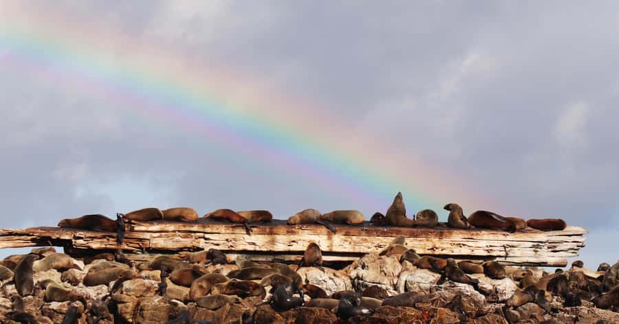 Gansbaai: Marine Big 5 Boat tour - Wildlife Expectation Reality Check: Whales, Seals, Sharks, Dolphins, Penguins