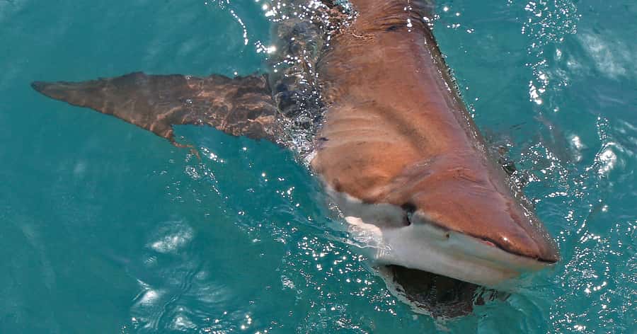 Gansbaai: Marine Big 5 Boat tour - Back on Land: Debrief, Warm Soup, and the Penguin Rehab Stop