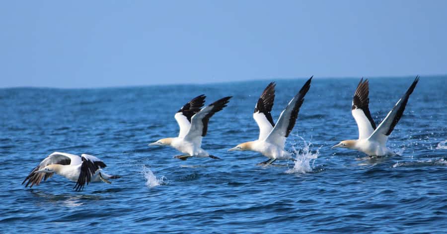 Gansbaai: Marine Big 5 Boat tour - Price and Value at About $155 a Person