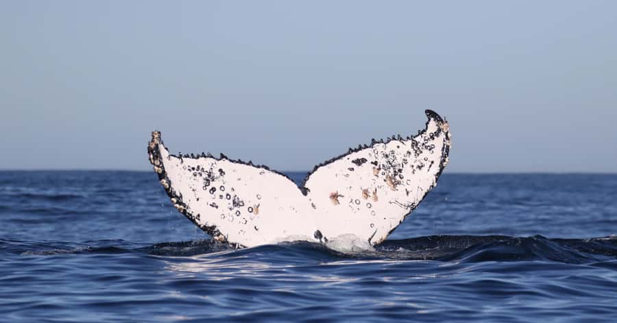Gansbaai: Marine Big 5 Boat tour - What to Bring, What to Skip, and How to Handle Seasickness