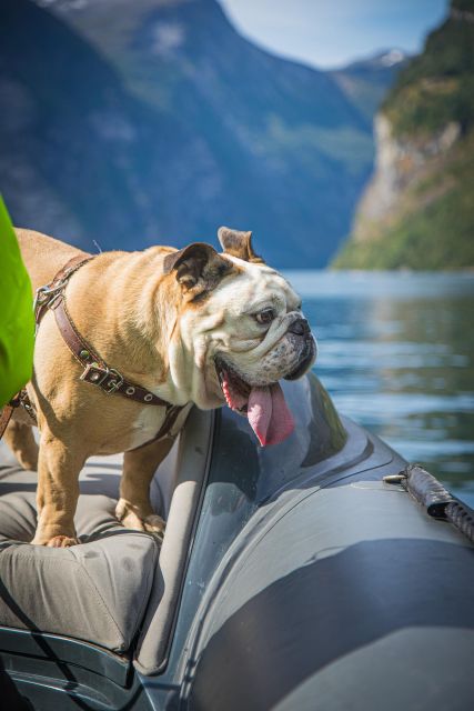 Geiranger: Guided Geirangerfjord Boat Tour - Price and value: $88 for a close-up fjord hit