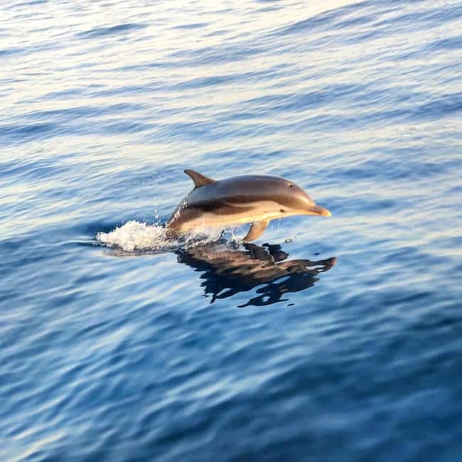 Giardini Naxos: Dolphin Searching Sunset Boat Tour - Key Things To Know Before You Go
