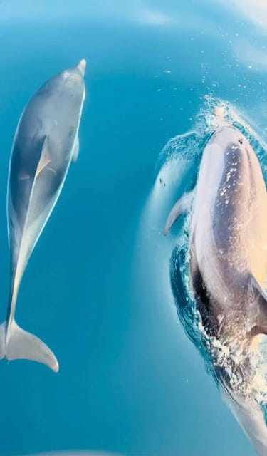 Giardini Naxos: Dolphin Searching Sunset Boat Tour - Porto di Giardini Naxos to Open Sea: The Trip’s Simple, Smart Shape